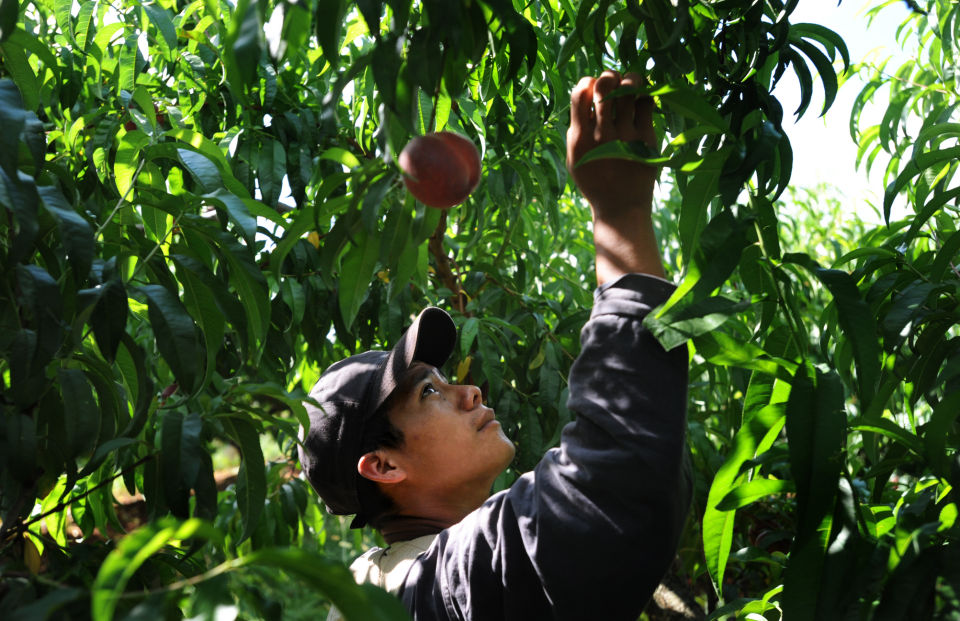 Peaches coming in early, but good